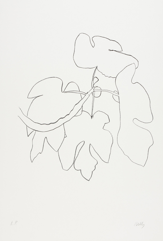 Plants, Flowers and Fruits: Ellsworth Kelly Lithographs » Norton