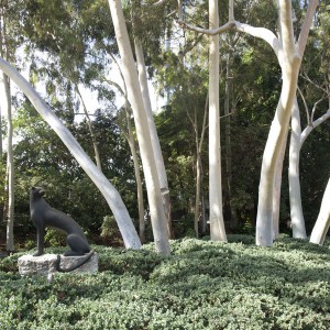 “Blue” Eucalyptus Walk