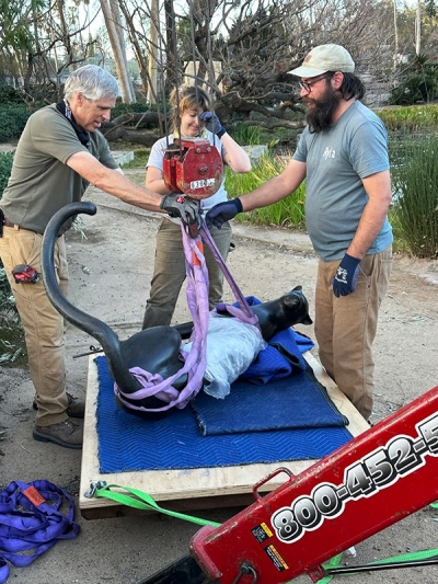 Steve Spargur, Loren Costa and Ryan MacLeod readying Sitting Cheetah by Gwynn Murrill for transport to the storage area