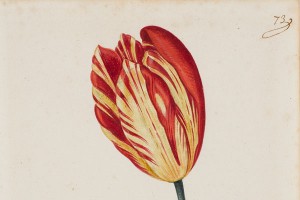 Selections from "The Great Tulip Book"