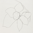 Ellsworth Kelly: Nature Abstracted