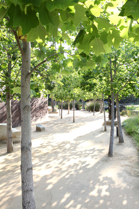 Drawing at the Norton Simon: Plant and Tree Forms