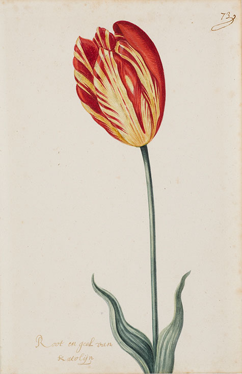 Selections from "The Great Tulip Book"