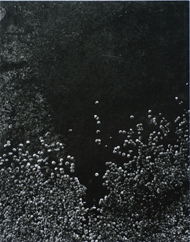 Walter Chappell's 1958 gelatin silver print of barnacles